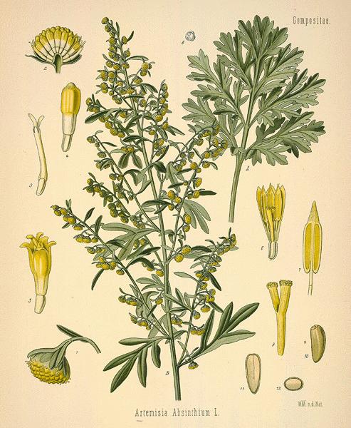 Artemisia absinthium (histor. Zeichung) I