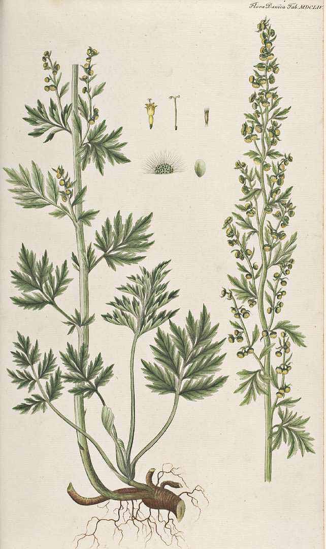 Artemisia absinthium (histor. Zeichung) (2)