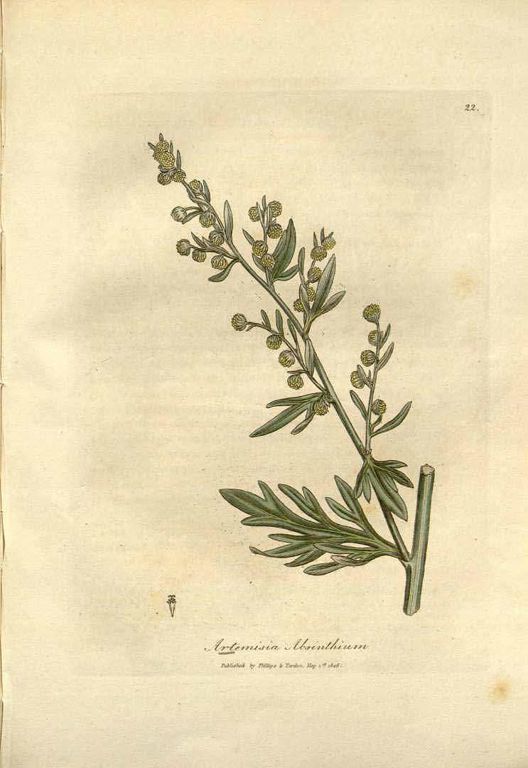 Artemisia absinthium (histor. Zeichung) (3)